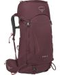 elderberry purple 